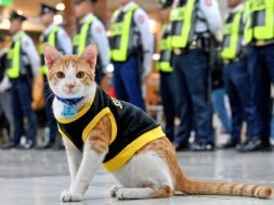 c736d3b7717ba525fc6a